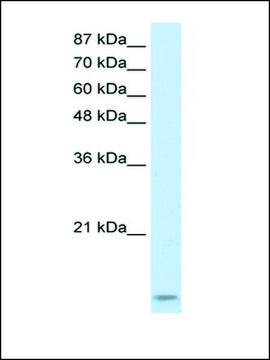 Anti-TARBP2 antibody produced in rabbit IgG fraction of antiserum