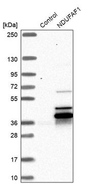 Anti-NDUFAF1 antibody produced in rabbit Prestige Antibodies&#174; Powered by Atlas Antibodies, affinity isolated antibody, buffered aqueous glycerol solution