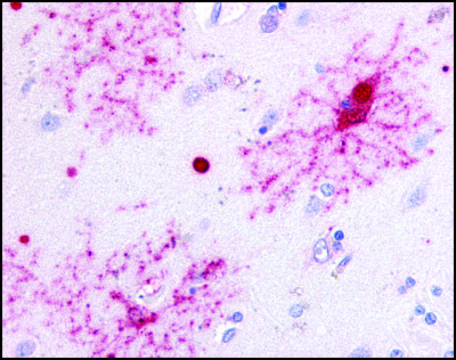 Anti-GPR37 (AB2) antibody produced in rabbit affinity isolated antibody, buffered aqueous solution