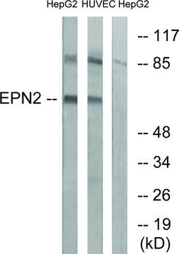 Anti-EPN2 antibody produced in rabbit affinity isolated antibody