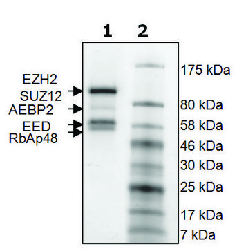 EZH2 /EED/SUZ12/RbAp48/AEBP2 human recombinant, expressed in baculovirus infected Sf9 cells, &#8805;90% (SDS-PAGE)