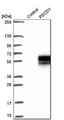 Anti-PDCD1 antibody produced in rabbit Prestige Antibodies&#174; Powered by Atlas Antibodies, affinity isolated antibody, buffered aqueous glycerol solution