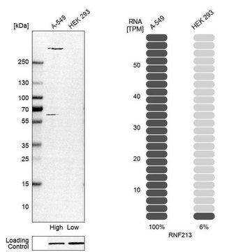 Anti-RNF213 antibody produced in rabbit Prestige Antibodies&#174; Powered by Atlas Antibodies, affinity isolated antibody, buffered aqueous glycerol solution