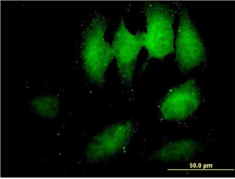 Monoclonal Anti-TOMM34 antibody produced in mouse clone 2B5, purified immunoglobulin, buffered aqueous solution