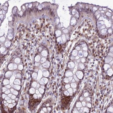 Anti-SAPCD2 antibody produced in rabbit Prestige Antibodies&#174; Powered by Atlas Antibodies, affinity isolated antibody, buffered aqueous glycerol solution