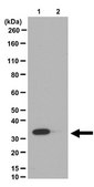 Anticorps anti-phospho-protéine-ribosomique&nbsp;S6 (Ser240/Ser244) from rabbit, purified by affinity chromatography
