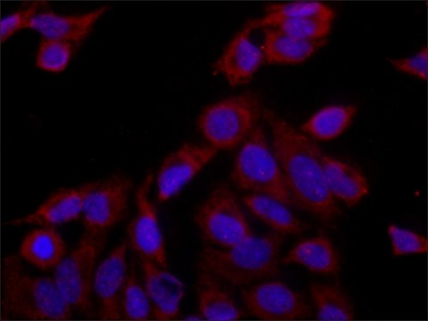 Anti-eRF3a/GSPT1 antibody produced in rabbit ~1&#160;mg/mL, affinity isolated antibody, buffered aqueous solution