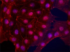 Anti-Occludin (C-terminal) antibody produced in rabbit ~1.0&#160;mg/mL, affinity isolated antibody