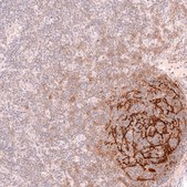 Monoclonal Anti-Cr2 Antibody Produced In Mouse Prestige Antibodies&#174; Powered by Atlas Antibodies, clone CL14556, affinity isolated antibody, buffered aqueous glycerol solution