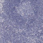 Anti-ANO7 antibody produced in rabbit Prestige Antibodies&#174; Powered by Atlas Antibodies, affinity isolated antibody, buffered aqueous glycerol solution