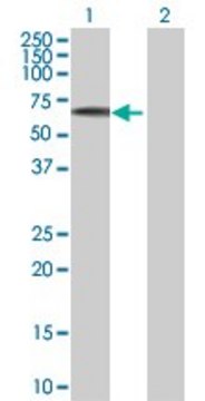 Anti-EFS antibody produced in mouse purified immunoglobulin, buffered aqueous solution