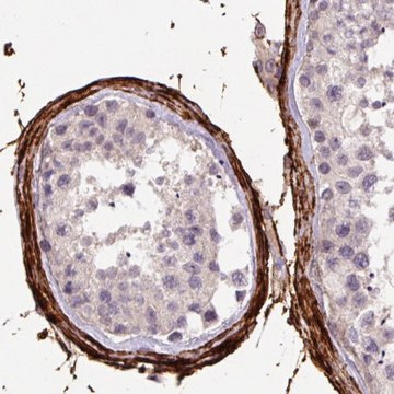 Monoclonal Anti-FBN1 antibody produced in mouse Prestige Antibodies&#174; Powered by Atlas Antibodies, clone CL0225, purified immunoglobulin, buffered aqueous glycerol solution