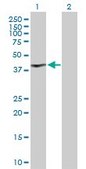 Anti-MYOD1 antibody produced in rabbit purified immunoglobulin, buffered aqueous solution