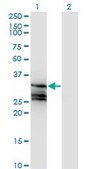 Monoclonal Anti-HAGH antibody produced in mouse clone 2F9, ascites fluid