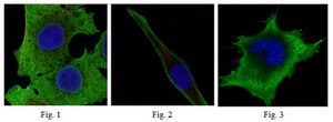 Anti-SOD1 Antibody, clone 6F5 ascites fluid, clone 6F5, from mouse