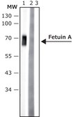 Anti-Fetuin A antibody, Mouse monoclonal clone FetA-M, purified from hybridoma cell culture