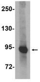 Anti-Synaptopodin Antibody from rabbit, purified by affinity chromatography
