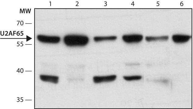 Anti-U2AF65 antibody, Mouse monoclonal clone MC3, purified from hybridoma cell culture