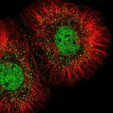 Anti-MED23 antibody produced in rabbit Prestige Antibodies&#174; Powered by Atlas Antibodies, affinity isolated antibody