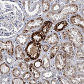Anti-SPP1 antibody produced in rabbit Prestige Antibodies&#174; Powered by Atlas Antibodies, affinity isolated antibody, buffered aqueous glycerol solution