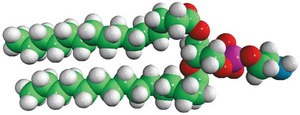 15:0 PE 1,2-dipentadecanoyl-sn-glycero-3-phosphoethanolamine, powder