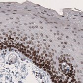 Monoclonal Anti-LMNB1 antibody produced in mouse Prestige Antibodies&#174; Powered by Atlas Antibodies, clone CL3929, purified immunoglobulin, buffered aqueous glycerol solution
