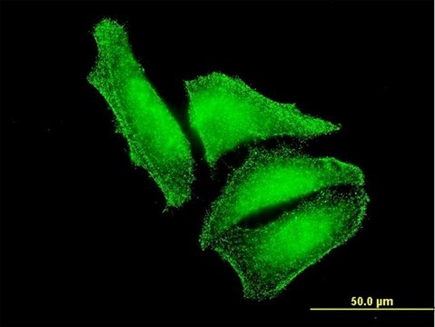 Monoclonal Anti-STK3 antibody produced in mouse clone 1E9, purified immunoglobulin, buffered aqueous solution