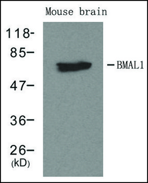 Anti-ARNTL antibody produced in rabbit affinity isolated antibody