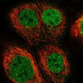 Anti-EOGT antibody produced in rabbit Prestige Antibodies&#174; Powered by Atlas Antibodies, affinity isolated antibody, buffered aqueous glycerol solution
