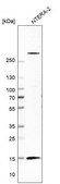 Anti-ISCA1 antibody produced in rabbit Prestige Antibodies&#174; Powered by Atlas Antibodies, affinity isolated antibody, buffered aqueous glycerol solution