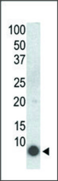 Monoclonal Anti-Phospho-PLM-S68 antibody produced in mouse purified immunoglobulin, buffered aqueous solution