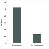 Anti-phospho-IL-4R/CD124 (pTyr497) antibody produced in rabbit affinity isolated antibody