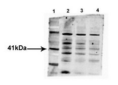 Anti-WNT1 antibody produced in rabbit affinity isolated antibody