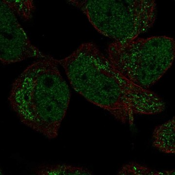 Anti-DMRTA2 antibody produced in rabbit Prestige Antibodies&#174; Powered by Atlas Antibodies, affinity isolated antibody