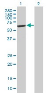 Anti-IMPDH2 antibody produced in mouse purified immunoglobulin, buffered aqueous solution