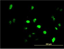 Monoclonal Anti-GFI1 antibody produced in mouse clone 3G8, purified immunoglobulin, buffered aqueous solution