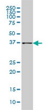 Anti-AKR1B10 Mouse mAb (1A6) liquid, clone 1A6, Calbiochem&#174;