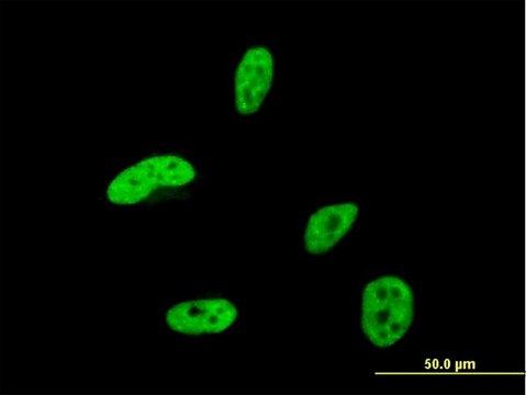 Monoclonal Anti-HOXA9 antibody produced in mouse clone 2A11-2D2, purified immunoglobulin, buffered aqueous solution