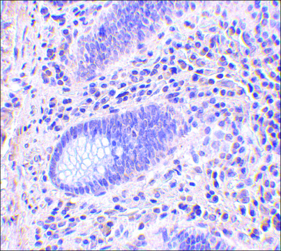 Anti-LANO antibody produced in rabbit affinity isolated antibody, buffered aqueous solution