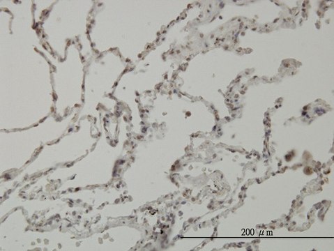 Monoclonal Anti-PIM1 antibody produced in mouse clone 6A2, purified immunoglobulin, buffered aqueous solution