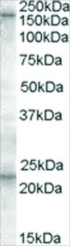 Anti-SUR1/ABCC8 antibody produced in goat affinity isolated antibody, buffered aqueous solution