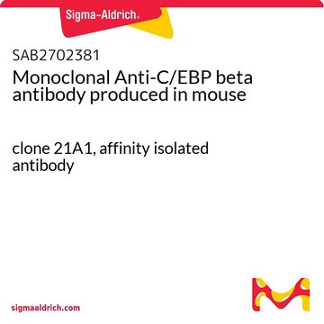 Monoclonal Anti-C/EBP beta antibody produced in mouse clone 21A1, affinity isolated antibody