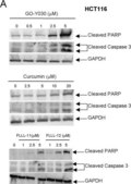 Anti-Glyceraldehyde-3-Phosphate Dehydrogenase Antibody, clone 6C5 clone 6C5, Chemicon&#174;, from mouse