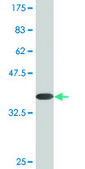 Monoclonal Anti-PALM antibody produced in mouse clone 4E1, purified immunoglobulin, buffered aqueous solution