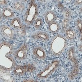 Monoclonal Anti-OCLN antibody produced in mouse Prestige Antibodies&#174; Powered by Atlas Antibodies, clone CL1567, purified immunoglobulin, buffered aqueous glycerol solution