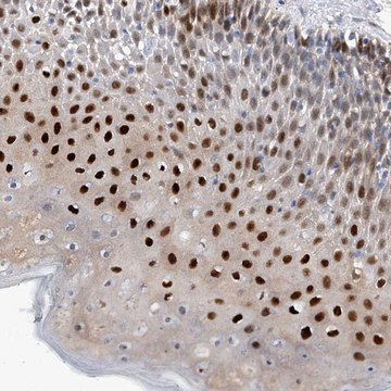 Anti-PHF20 antibody produced in rabbit Prestige Antibodies&#174; Powered by Atlas Antibodies, affinity isolated antibody, buffered aqueous glycerol solution, ab1