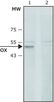 Anti-Lysyl Oxidase (C-terminal) antibody produced in rabbit ~1&#160;mg/mL, affinity isolated antibody, buffered aqueous solution