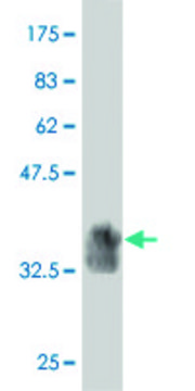 Monoclonal Anti-Siglec-10 antibody produced in mouse clone 1D11, purified immunoglobulin, buffered aqueous solution