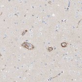Anti-KCNH5 antibody produced in rabbit Prestige Antibodies&#174; Powered by Atlas Antibodies, affinity isolated antibody, buffered aqueous glycerol solution