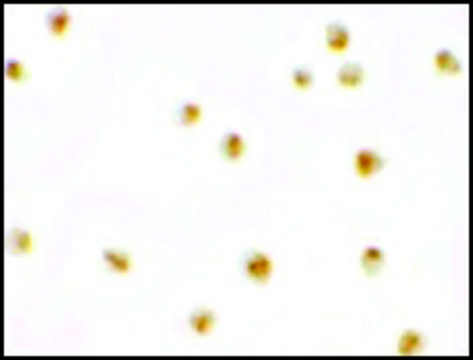 Anti-C9orf116 antibody produced in rabbit affinity isolated antibody